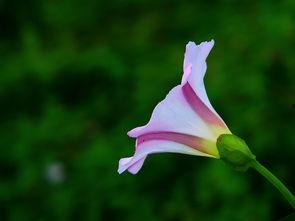风中的花瓣在线观看,浪漫邂逅,命运交织的青春旋律 第3张 风中的花瓣在线观看,浪漫邂逅,命运交织的青春旋律 第3张